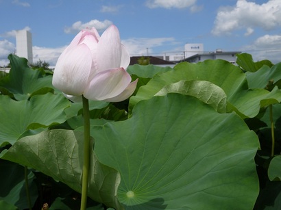 20120811230802.jpg